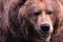 Мечка посещава ресторант, не го харесва и си тръгва