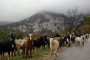 Опандизиха коза за въоръжен грабеж