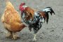 София се готви да празнува Петльовден