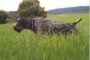 15 000 ловци може и да не успеят да се включат в сезона 