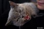 Руснак осъден за убийство на коте 