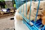 Котка се разболя от грип H1N1 