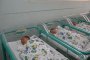 Бум на тризнаци в община Долни чифлик
