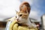 Коте оцелява след адски мъки в перална машина