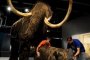 Бебе мамут на 50 000 години изследват във Франция