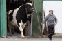Животновъдството е 30% от продукцията на земеделието ни