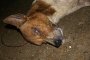 Тровят наред кучета в Пловдив