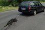  Осъдиха условно изрода, влачил кучето си с кола