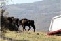 Внасят зубри у нас 10 века след като изчезнали