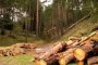 Трима задържани за незаконна сеч