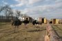 Да! Щраусово забавление само на 70 км от София 