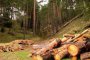 Незаконна сеч под закрила на държавата