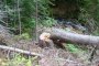 Държавата бори незаконната сеч с повече горски