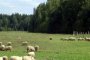   Земеделците лапват 90 млн.лв субсидии
