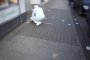 Неизвестен откри огън по хора в Германия