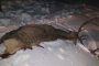 Бракониери разстреляха седем кошути в района на Попово 