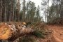 Секачи унищожиха 180 декара гора край столицата