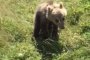 Мече изплаши майки и деца в Сопот