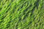 Коли вече ще се движат с водорасли