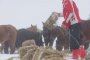   Разследват смъртта на изоставените коне