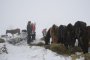    Собственикът на зарязаните коне взел 34 700 лева субсидия          