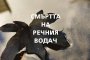   Смъртта на речния водач вече и на български
