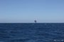  Властите не знаели за отровен теч в Черно море