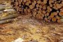  Разкриха схема за доставка на незаконна дървесина