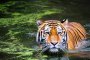 Гръбначните животни са намалeли средно с 60% за 40 години, сочи доклад