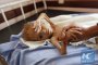    С. Арабия бомбардира Йемен, 14 млн. там гладуват