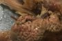 Жена откри суров мозък в KFC менюто си