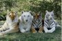 United Colours