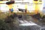 Пускат 50 белуги на свобода в Японско море
