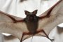  Коронавирусът НЕ е от лаборатория: Nature и световни професори 