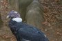 Кондорите могат да се реят във въздуха 160 км без да размахат криле 