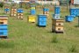 1200 осиновени пчелни кошера за една година 
