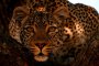    Месец на големите котки по National Geographic WILD