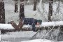  Горската баня за пречистване на тялото, съзнанието и за имунитет