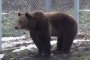 Мечокът Костадин от зоопарка в Добрич се събуди