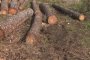 Местни хора спряха изсичането на борова гора край селото им 