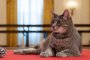 Котката на Байдън