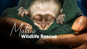 Eксклузивна премиера по Viasat Nature в неделя