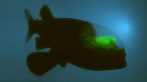 Macropinna microstoma може да вижда не само пред себе си, но и какво има над нея, отстрани и дори зад нея