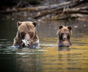 
Към всички любители на кучета! Този уикенд по Viasat Nature е посветен на най-верните ни приятели, като изследваме изживяванията на кученца по целия свят