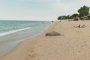 Мъртви делфини на Златни пясъци