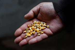 
Войната между Русия и Украйна, които са съответно третият и четвъртият по големина износител на зърно в света, увеличи инфлацията на цените на храните и изложи на риск световните доставки на храни