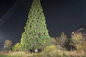 Направихме всичко възможно с експерти озеленители, екипа на зам.-кмета Десислава Билева  и специалисти от Лесотехническия университет, но беше късно да я спасим. Човешката алчност и лакомия я бяха обрекли.