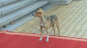 Напомняме, че при откриването на новото НС в сряда бездомното животно седеше пред парадния вход на сградата и стана хит в социалните мрежи. Дори минаващите официални лица не останаха безразлични, като служебният премиер Гълъб Донев дори го погали. 