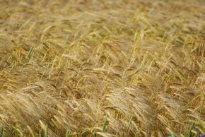 
Тази година реколтата от пшеница се очаква да достигне 100 милиона тона.