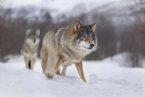 Ако законодателството бъде прието и не се стигне до нов референдум, правилата могат да влязат в сила още през следващото лято.